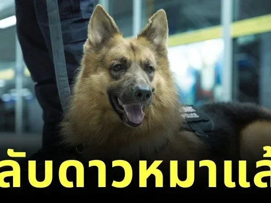ทาสหมาเศร้า "สุนัขตำรวจตรีซาโบ้" กลับดาวหมาแล้ว หลังรักษาอาการป่วยมาสักระยะหนึ่ง