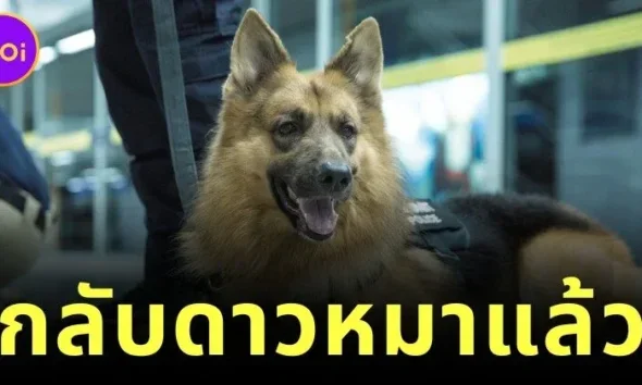 ทาสหมาเศร้า "สุนัขตำรวจตรีซาโบ้" กลับดาวหมาแล้ว หลังรักษาอาการป่วยมาสักระยะหนึ่ง