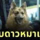 ทาสหมาเศร้า "สุนัขตำรวจตรีซาโบ้" กลับดาวหมาแล้ว หลังรักษาอาการป่วยมาสักระยะหนึ่ง
