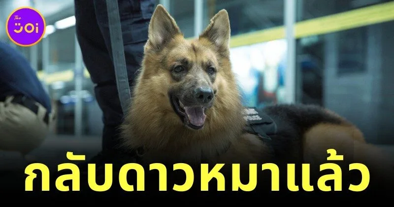 ทาสหมาเศร้า "สุนัขตำรวจตรีซาโบ้" กลับดาวหมาแล้ว หลังรักษาอาการป่วยมาสักระยะหนึ่ง