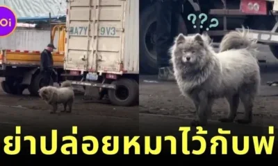 อย่าปล่อยพ่อไว้กับหมา! ลูกสาวฝากป๊ะป๋าเลี้ยงซามอยด์ 5 วัน พอกลับมารับ น้องเปลี่ยนไปจนจำแทบไม่ได้!