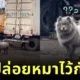 อย่าปล่อยพ่อไว้กับหมา! ลูกสาวฝากป๊ะป๋าเลี้ยงซามอยด์ 5 วัน พอกลับมารับ น้องเปลี่ยนไปจนจำแทบไม่ได้!