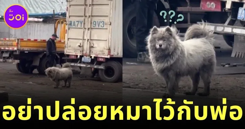 อย่าปล่อยพ่อไว้กับหมา! ลูกสาวฝากป๊ะป๋าเลี้ยงซามอยด์ 5 วัน พอกลับมารับ น้องเปลี่ยนไปจนจำแทบไม่ได้!
