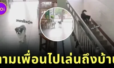 เพื่อนซี้ไม่ทิ้งกัน! สุนัขจรจัดแสนรู้วิ่งมาตามเพื่อนสี่ขาถึงบ้านทุกวัน เพื่อไปเล่นด้วยกันนอกบ้าน