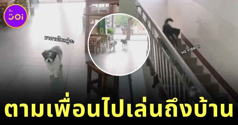 เพื่อนซี้ไม่ทิ้งกัน! สุนัขจรจัดแสนรู้วิ่งมาตามเพื่อนสี่ขาถึงบ้านทุกวัน เพื่อไปเล่นด้วยกันนอกบ้าน