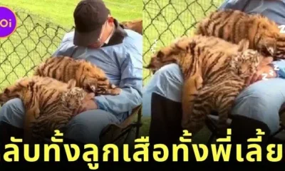 Tiger cubs are sleeping on Nanny