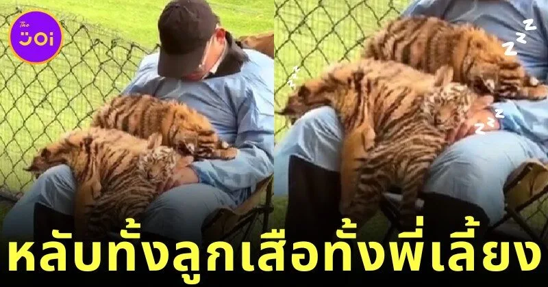 Tiger cubs are sleeping on Nanny