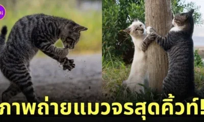 ภาพแมวจรจัด ช่างภาพชาวญี่ปุ่น Masayuki Oki