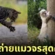 ภาพแมวจรจัด ช่างภาพชาวญี่ปุ่น Masayuki Oki