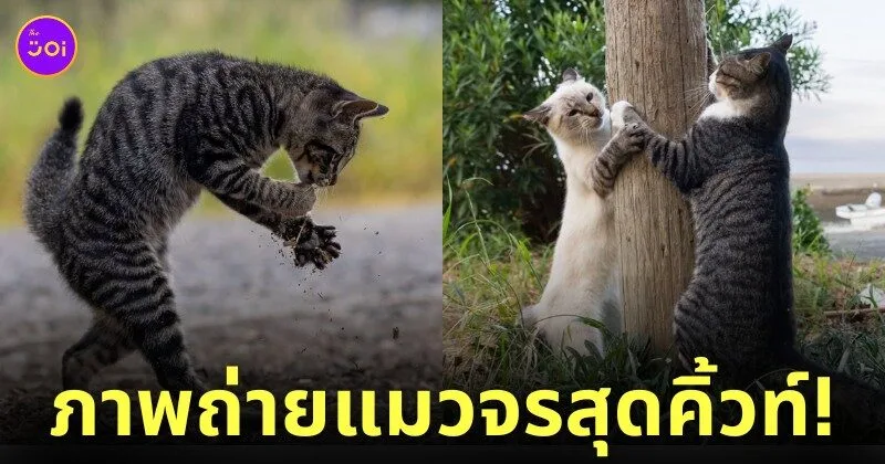 ภาพแมวจรจัด ช่างภาพชาวญี่ปุ่น Masayuki Oki