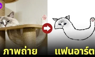 แฟนอาร์ต แมวนอนตัวยาวแปลกๆ