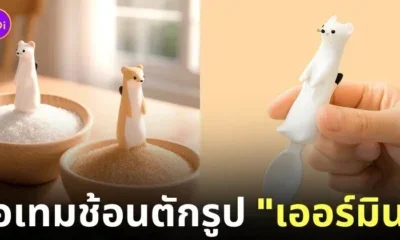 ช้อนตักเครื่องปรุงรูปเออร์มิน ermine