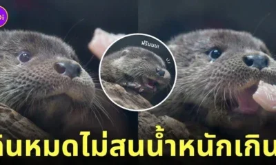 นากเด็กกินเนื้อปลาทำหน้าฟิน
