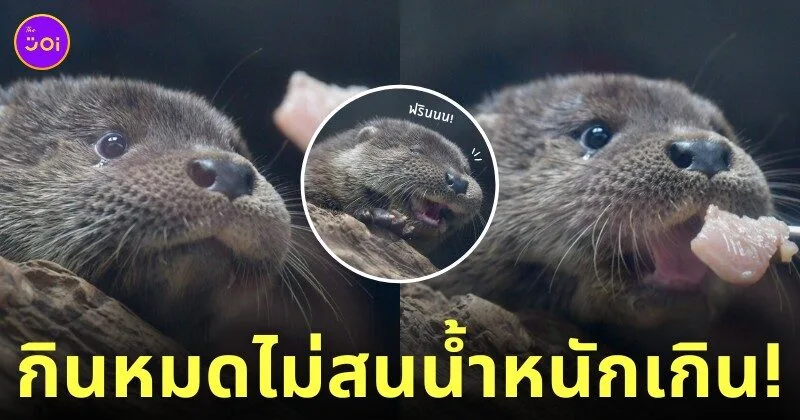 นากเด็กกินเนื้อปลาทำหน้าฟิน