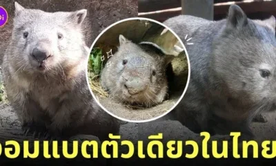 ป้าไอซ่า วอมแบต สวนสัตว์เปิดเขาเขียว
