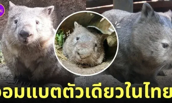 ป้าไอซ่า วอมแบต สวนสัตว์เปิดเขาเขียว