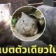 ป้าไอซ่า วอมแบต สวนสัตว์เปิดเขาเขียว