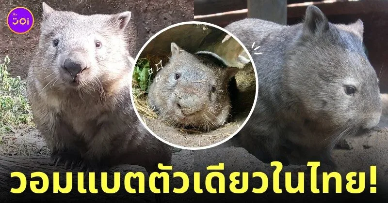ป้าไอซ่า วอมแบต สวนสัตว์เปิดเขาเขียว