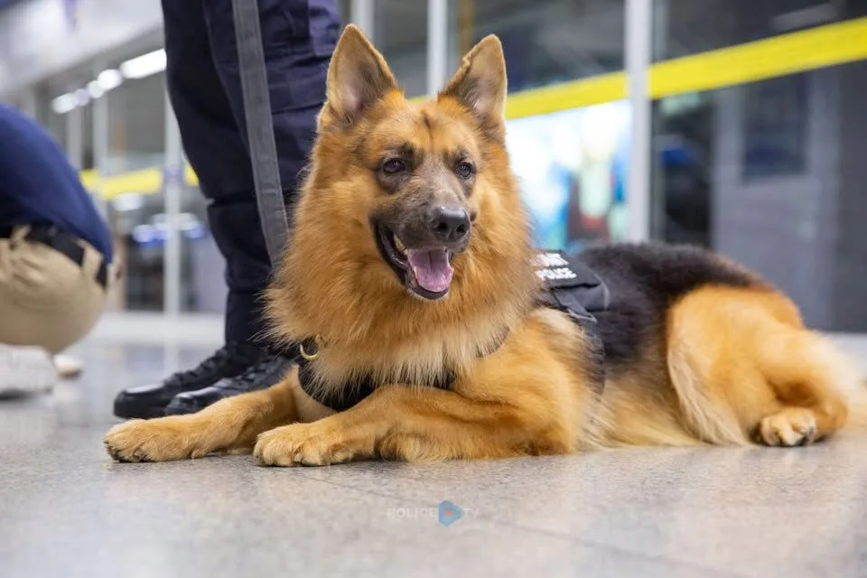 เผยสาเหตุการเสียชีวิตของ "สุนัขตำรวจตรีซาโบ้" สุนัข K9 ขวัญใจประชาชน
