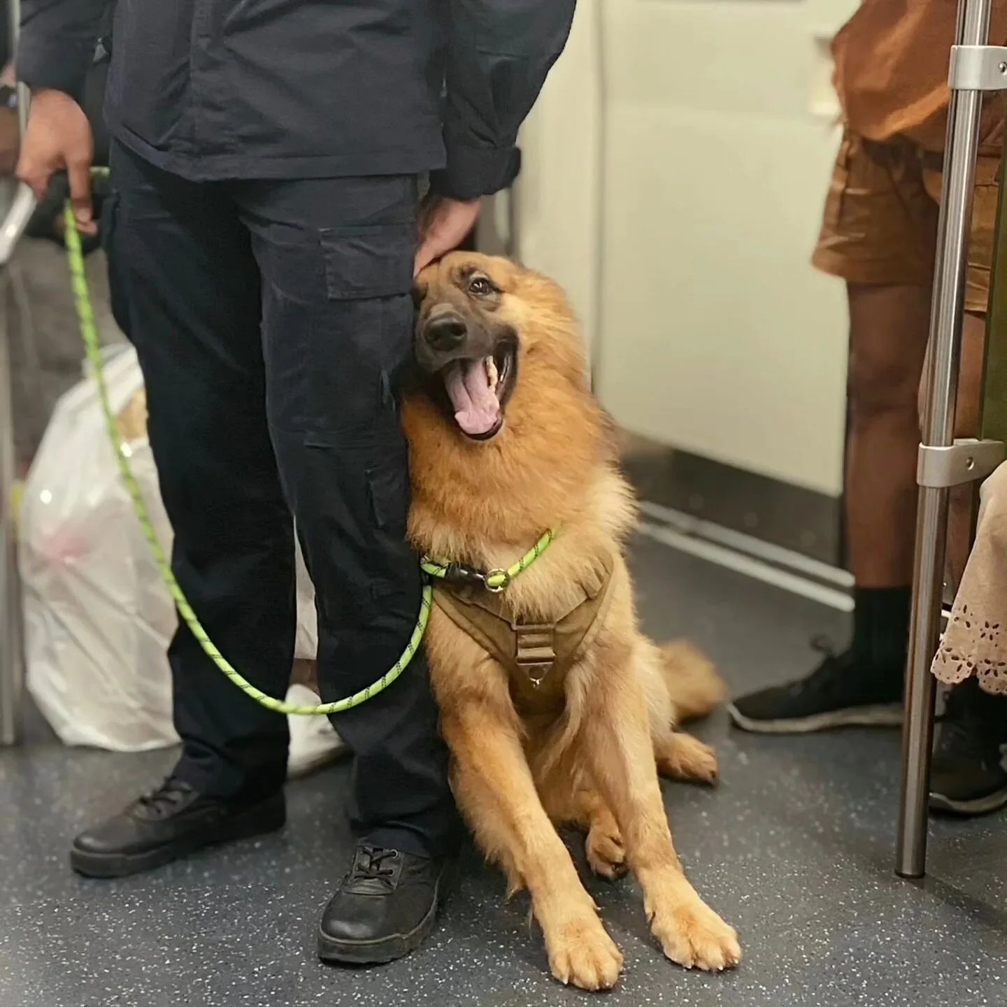 เผยสาเหตุการเสียชีวิตของ "สุนัขตำรวจตรีซาโบ้" สุนัข K9 ขวัญใจประชาชน