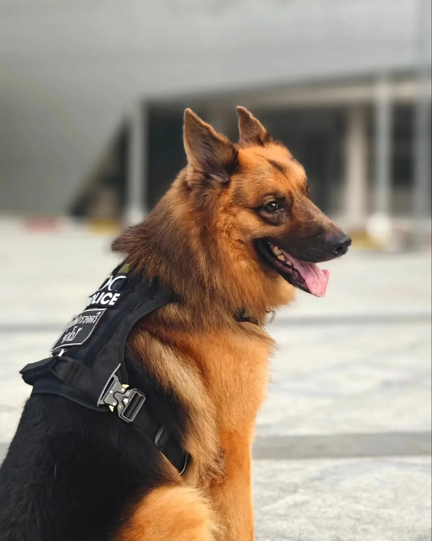 เผยสาเหตุการเสียชีวิตของ "สุนัขตำรวจตรีซาโบ้" สุนัข K9 ขวัญใจประชาชน