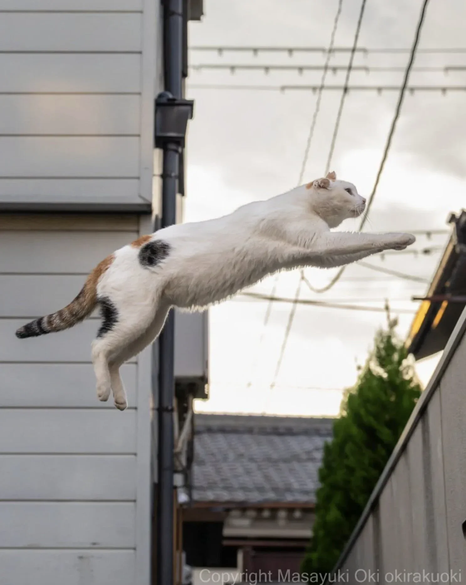 ภาพแมวจรจัด ช่างภาพชาวญี่ปุ่น Masayuki Oki