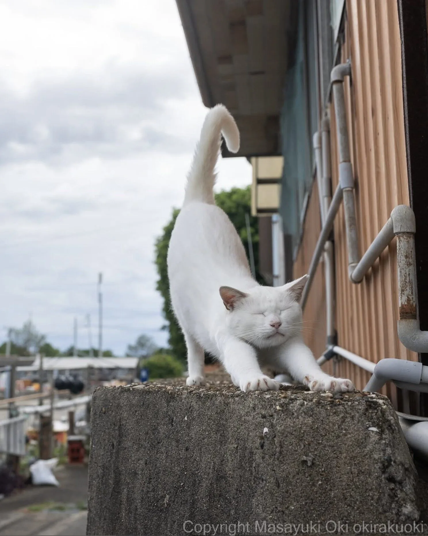 ภาพแมวจรจัด ช่างภาพชาวญี่ปุ่น Masayuki Oki