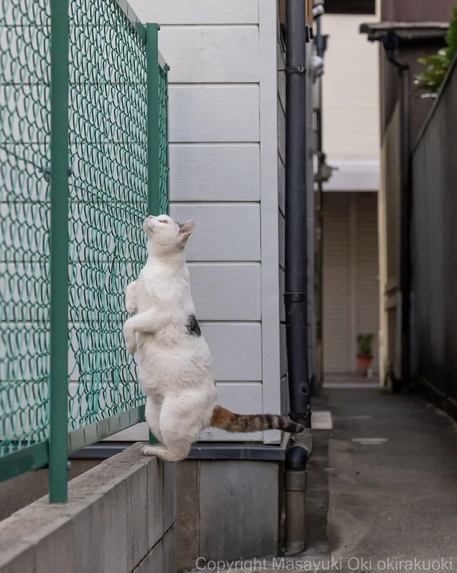 ภาพแมวจรจัด ช่างภาพชาวญี่ปุ่น Masayuki Oki