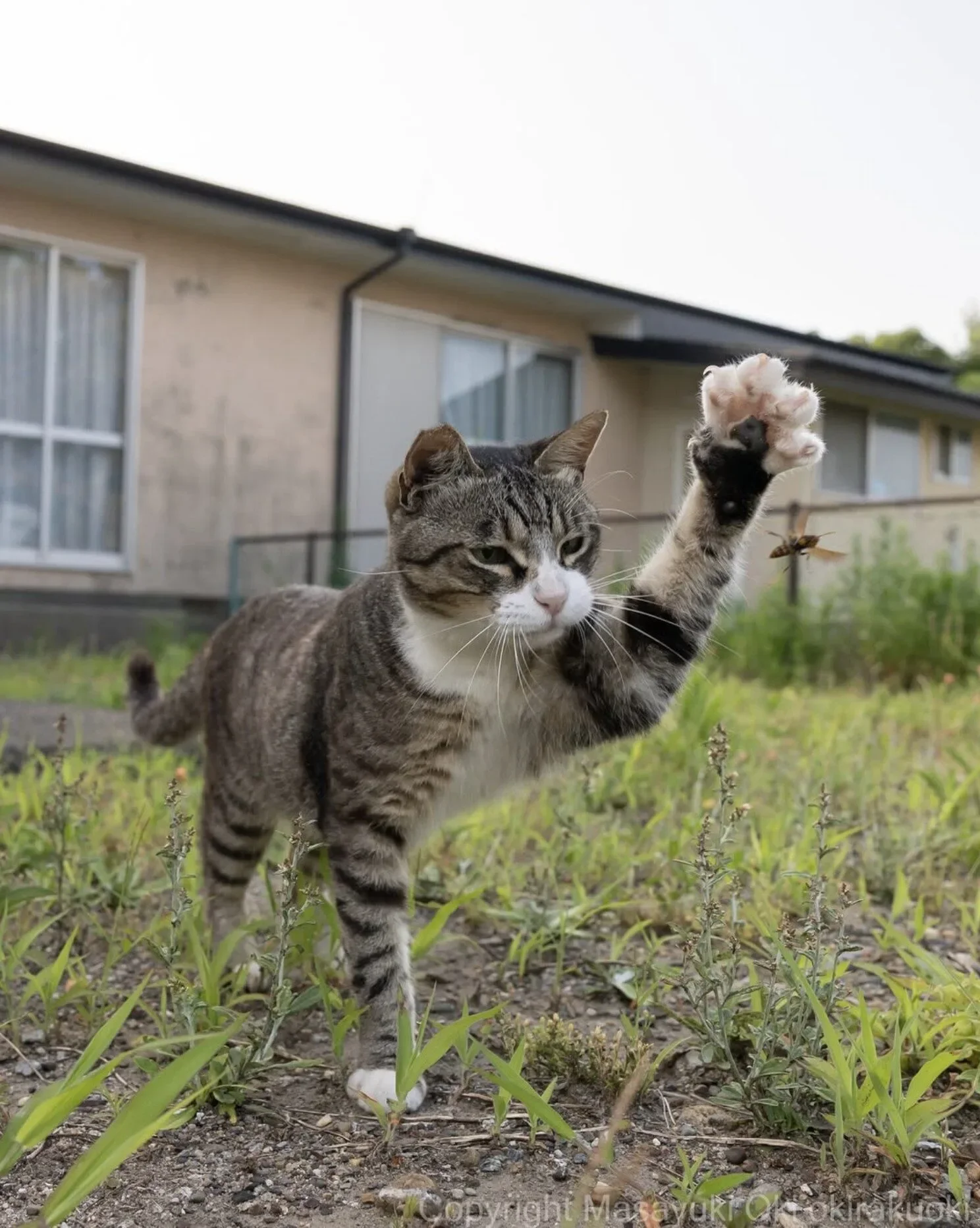 ภาพแมวจรจัด ช่างภาพชาวญี่ปุ่น Masayuki Oki