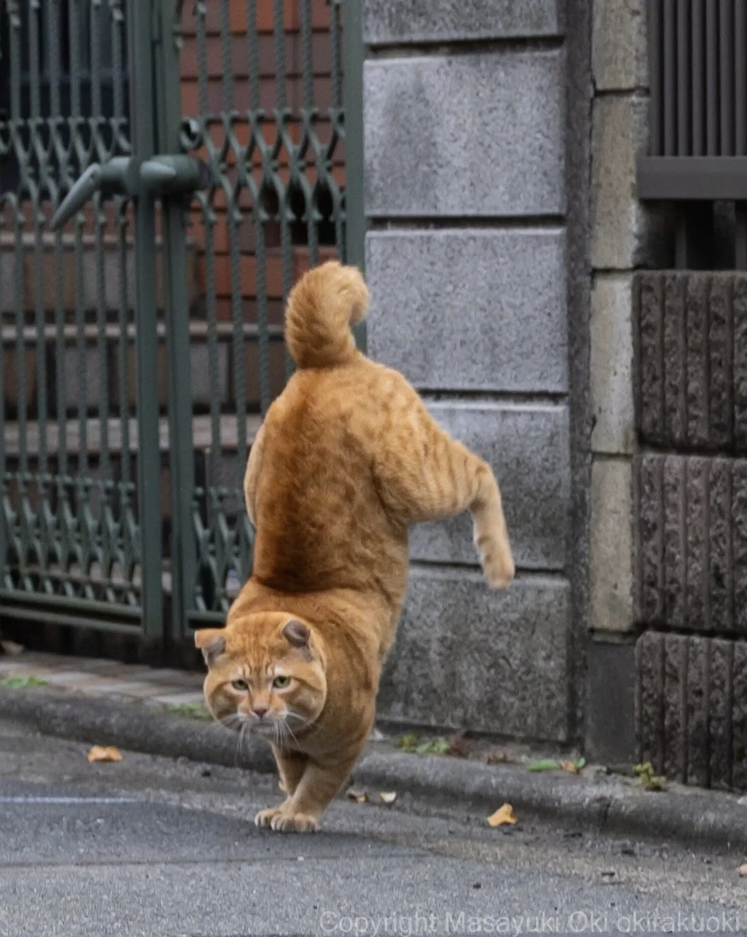 ภาพแมวจรจัด ช่างภาพชาวญี่ปุ่น Masayuki Oki