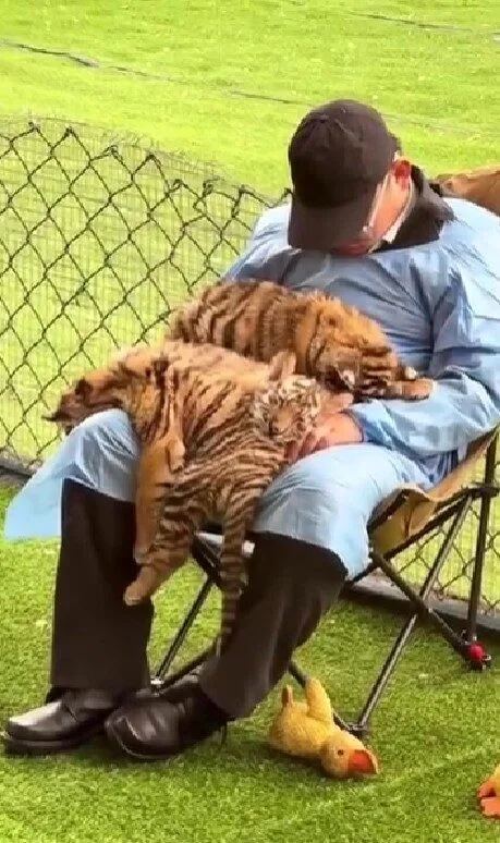 ดูช้างให้ดูหาง ดูเสือให้ดูคนเลี้ยง! เจ้าลูกเสือสามเกลอนอนหลับปุ๋ยเหมือนเด็กน้อยบนตักของพี่เลี้ยง ทำชาวเน็ตเอ็นดูจนกลายเป็นไวรัล