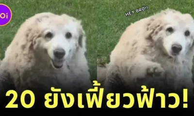 แก่ยังแจ๋ว! น้องหมาลาบราดอร์อายุ 20 ปี โชว์โบกมือทักทายตามคำสั่งคน น่ารักนุ้บนิ้บจนกลายเป็นไวรัล!