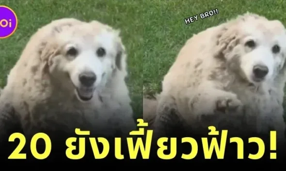แก่ยังแจ๋ว! น้องหมาลาบราดอร์อายุ 20 ปี โชว์โบกมือทักทายตามคำสั่งคน น่ารักนุ้บนิ้บจนกลายเป็นไวรัล!