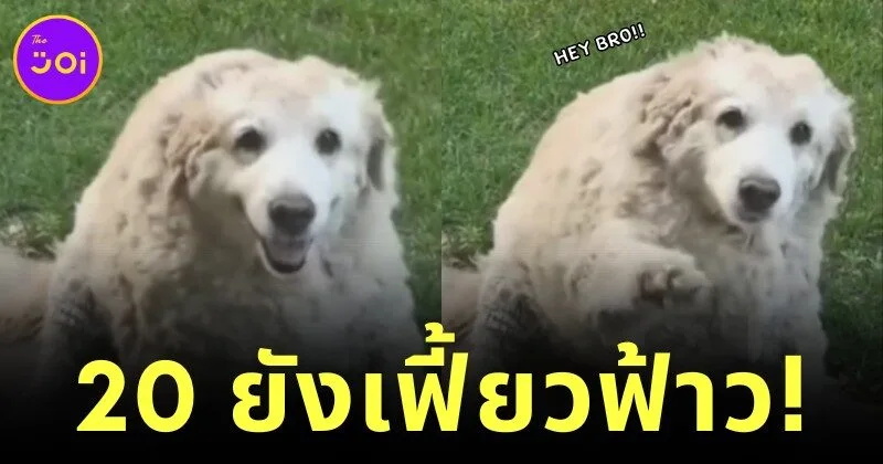 แก่ยังแจ๋ว! น้องหมาลาบราดอร์อายุ 20 ปี โชว์โบกมือทักทายตามคำสั่งคน น่ารักนุ้บนิ้บจนกลายเป็นไวรัล!