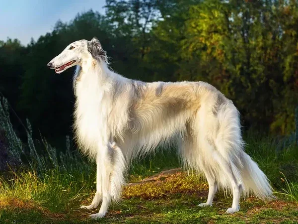 เผย 10 อันดับสายพันธุ์สุนัขที่มีไอคิวต่ำที่สุดในโลก โดย "ดร. สแตนลีย์ โคเรน (Stanley Coren)"