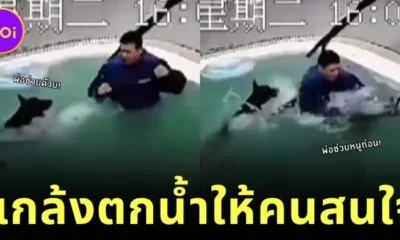 เจ้าหมาโดเบอร์แมนขี้อิจฉา! แกล้ง "ตกน้ำ" เอง หลังเห็นน้องหมาตัวเล็กได้ความสนใจจากเจ้าของ