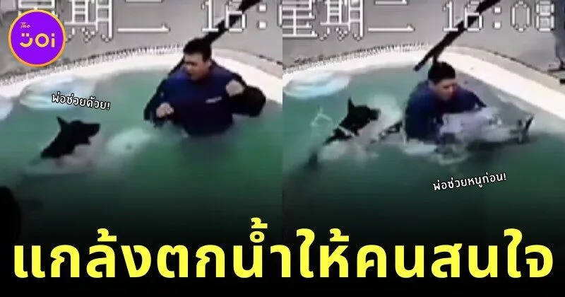 เจ้าหมาโดเบอร์แมนขี้อิจฉา! แกล้ง "ตกน้ำ" เอง หลังเห็นน้องหมาตัวเล็กได้ความสนใจจากเจ้าของ