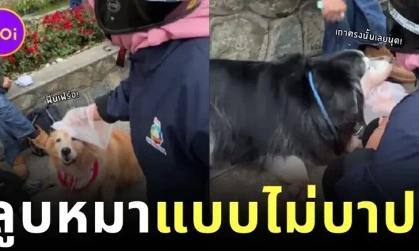 Dog owner prepares plastic gloves for muslim to pet his dogs