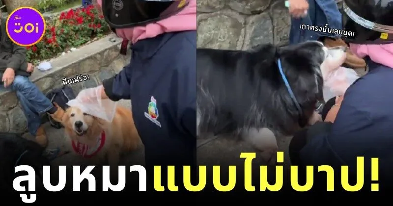 Dog owner prepares plastic gloves for muslim to pet his dogs
