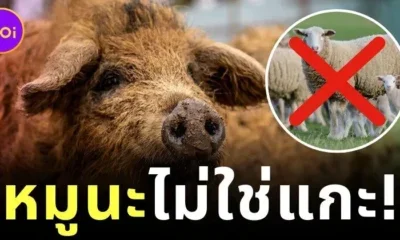 "หมูมังกาลิซา (Mangalica)" หมูขนหยิกเหมือนแกะ สัตว์หายากจากฮังการีที่ทั้งน่ารักและทรงคุณค่า