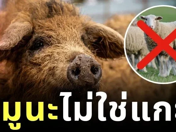"หมูมังกาลิซา (Mangalica)" หมูขนหยิกเหมือนแกะ สัตว์หายากจากฮังการีที่ทั้งน่ารักและทรงคุณค่า