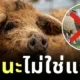 "หมูมังกาลิซา (Mangalica)" หมูขนหยิกเหมือนแกะ สัตว์หายากจากฮังการีที่ทั้งน่ารักและทรงคุณค่า
