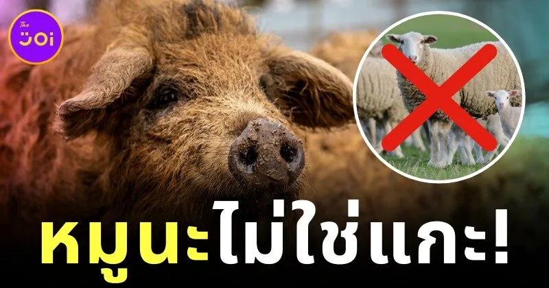 "หมูมังกาลิซา (Mangalica)" หมูขนหยิกเหมือนแกะ สัตว์หายากจากฮังการีที่ทั้งน่ารักและทรงคุณค่า