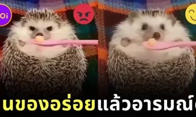 เจ้าเม่นแคระกำลังอารมณ์บ่จอย แต่พอได้กินอาหาร สีหน้าของน้องก็เปลี่ยนไปราวกับคนละคน