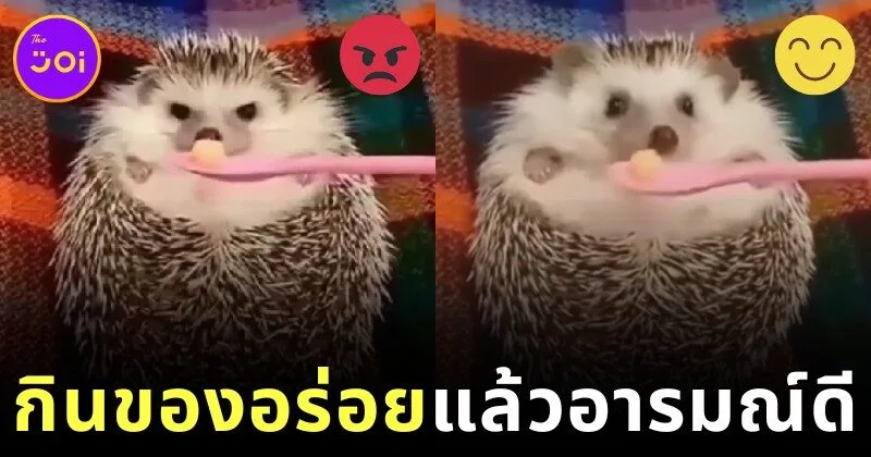 เจ้าเม่นแคระกำลังอารมณ์บ่จอย แต่พอได้กินอาหาร สีหน้าของน้องก็เปลี่ยนไปราวกับคนละคน