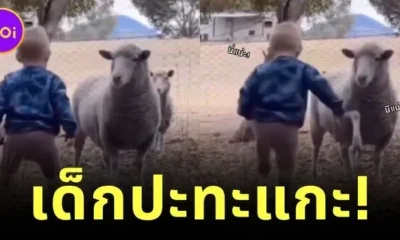 หนูน้อยยืนทำหน้าโหดใส่แกะ แต่งานนี้ไม่มีใครยอมใคร เพราะคนที่จะครอบครองสวนหลังบ้านมีเพียงแค่หนึ่งเดียว!