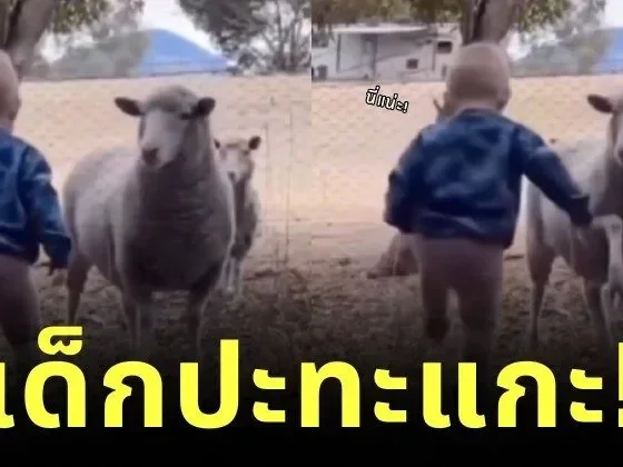 หนูน้อยยืนทำหน้าโหดใส่แกะ แต่งานนี้ไม่มีใครยอมใคร เพราะคนที่จะครอบครองสวนหลังบ้านมีเพียงแค่หนึ่งเดียว!