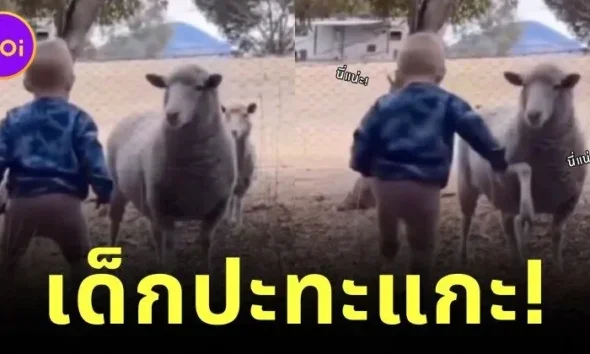 หนูน้อยยืนทำหน้าโหดใส่แกะ แต่งานนี้ไม่มีใครยอมใคร เพราะคนที่จะครอบครองสวนหลังบ้านมีเพียงแค่หนึ่งเดียว!