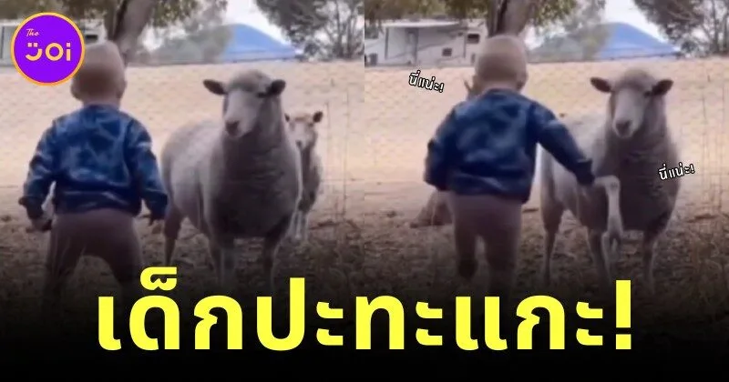 หนูน้อยยืนทำหน้าโหดใส่แกะ แต่งานนี้ไม่มีใครยอมใคร เพราะคนที่จะครอบครองสวนหลังบ้านมีเพียงแค่หนึ่งเดียว!