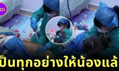 เด็กน้อยเล่นเป็นหมอมีคนไข้เป็นเจ้าตูบ การแสดงของเพื่อนสี่ขาสมจริงเกินต้าน จนคลิปกลายเป็นไวรัล!